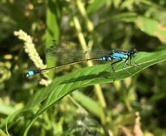 Ischnura aralensis