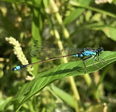 Ischnura aralensis