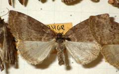 Ochropacha duplaris
