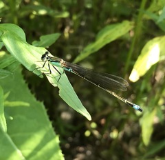 Ischnura aralensis