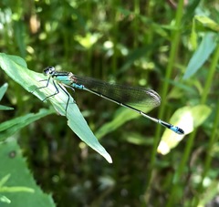 Ischnura aralensis