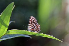 Dodona eugenes esakii