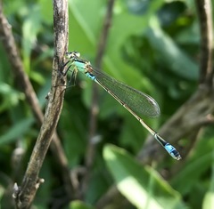 Ischnura aralensis