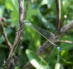 Ischnura aralensis