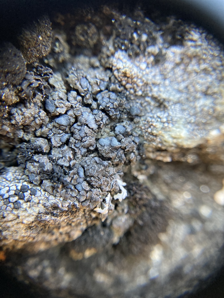 Toninia cinereovirens