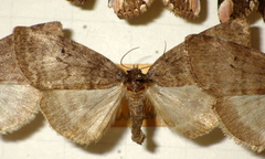 Ochropacha duplaris