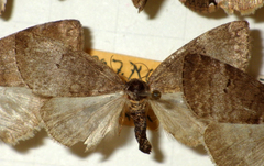 Ochropacha duplaris