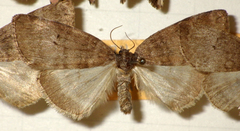 Ochropacha duplaris