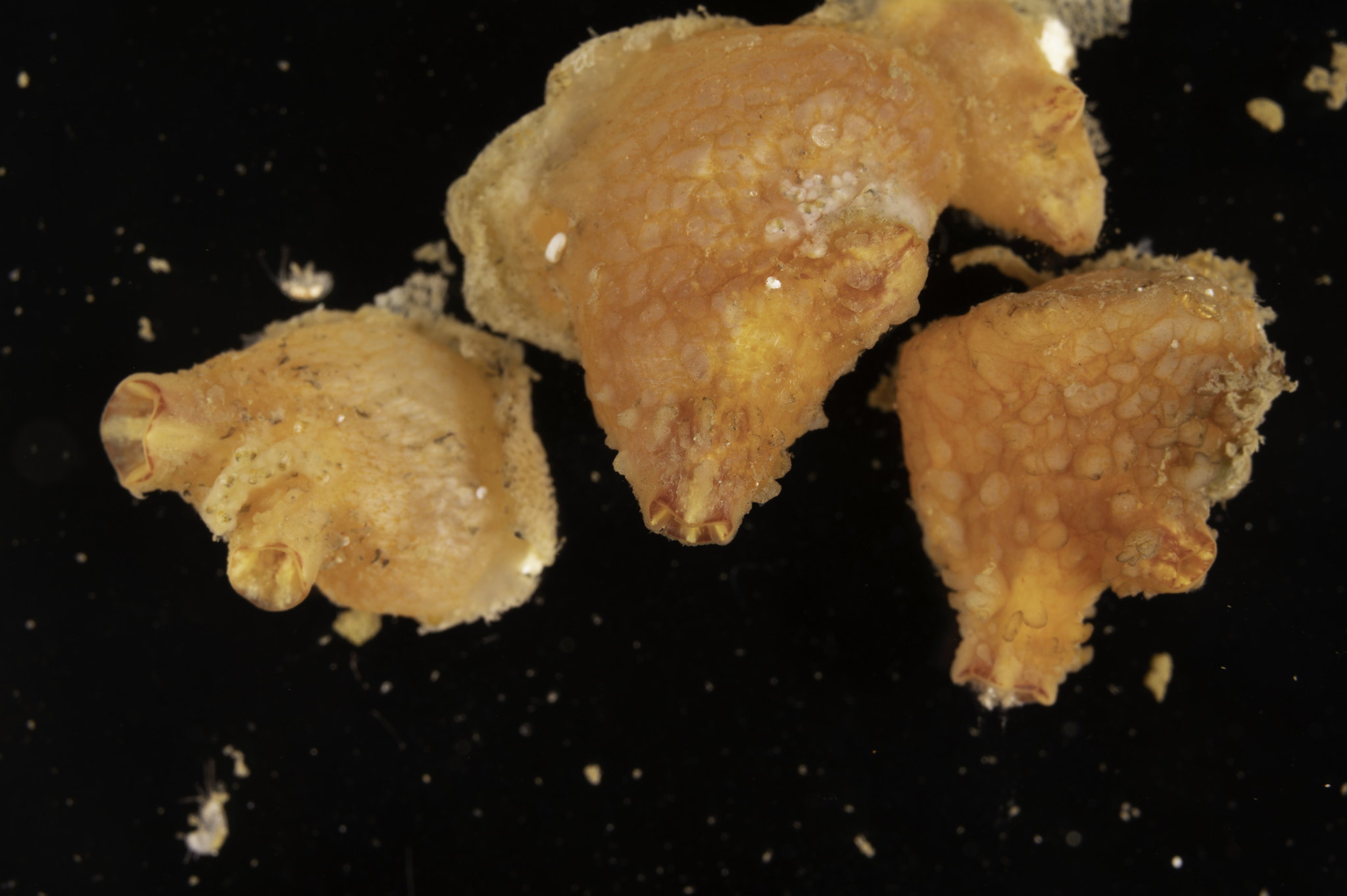 Asterocarpa humilis (Heller, 1878)
