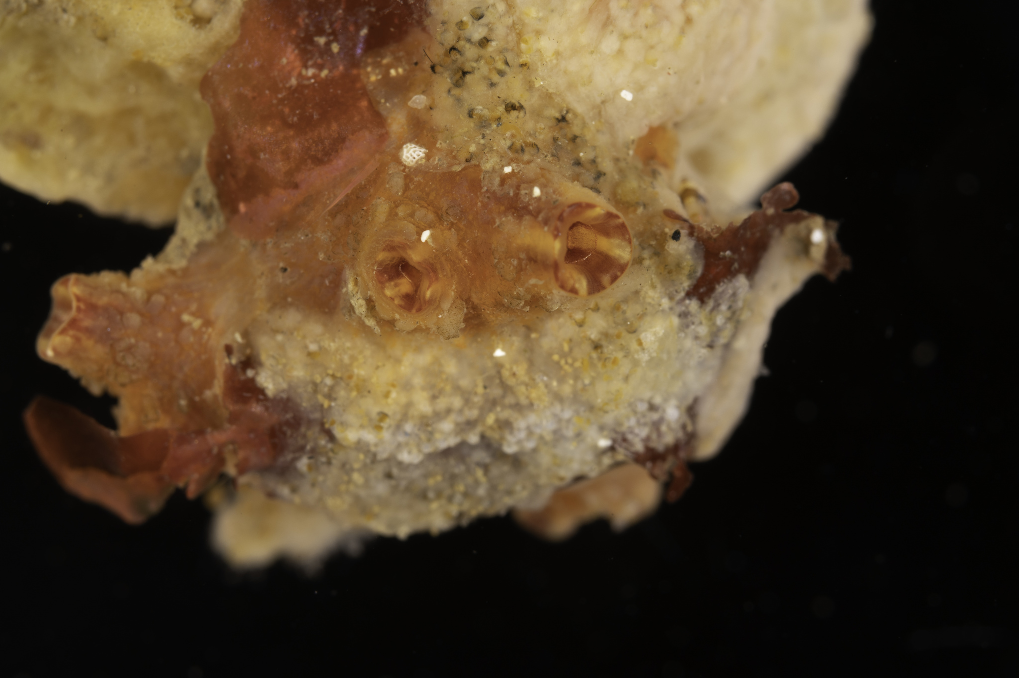 Asterocarpa humilis (Heller, 1878)