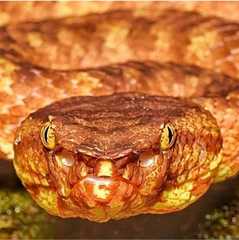 Craspedocephalus borneensis