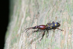 Baryrhynchus poweri