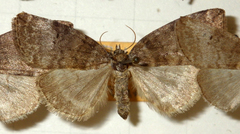 Ochropacha duplaris
