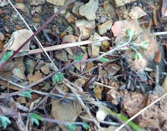 Eriocephalus brevifolius