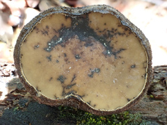 Galiella
