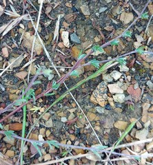 Eriocephalus brevifolius