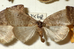 Ochropacha duplaris