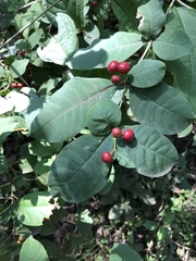 Rauvolfia tetraphylla