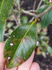 Phyllosticta camelliae