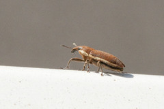 Lixus ochraceus