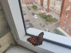 Nymphalis xanthomelas