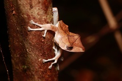 Polypedates colletti