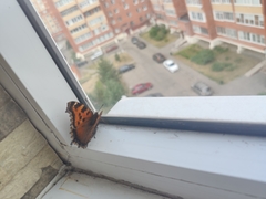 Nymphalis xanthomelas