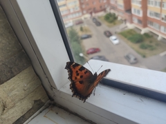 Nymphalis xanthomelas