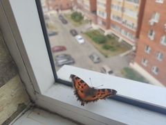 Nymphalis xanthomelas