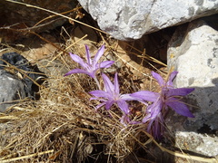 Colchicum macrophyllum
