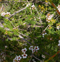 Baeckea robusta