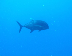 Caranx ignobilis