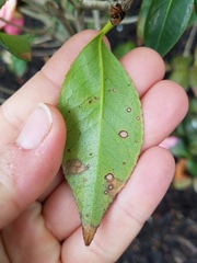 Phyllosticta camelliae