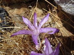 Colchicum macrophyllum