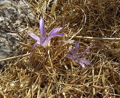 Colchicum macrophyllum