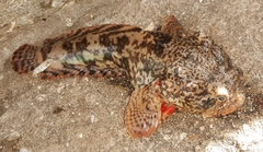Oyster Toadfish photo 4