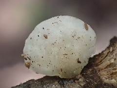 Campanella junghuhnii