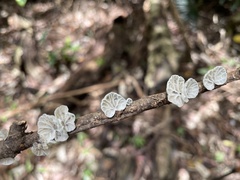 Campanella junghuhnii