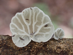Campanella junghuhnii