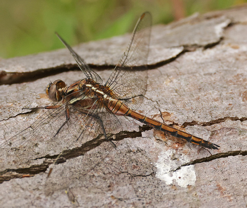 Orthetrum camerunense