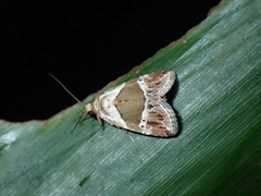 Maliattha separata