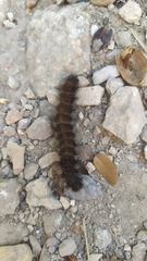 Macrothylacia digramma