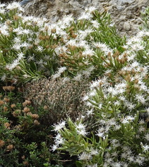 Staehelina fruticosa