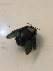 Xylocopa tenuiscapa