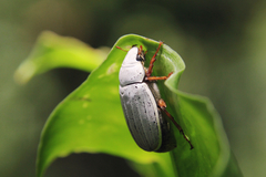 Cyphochilus crataceus