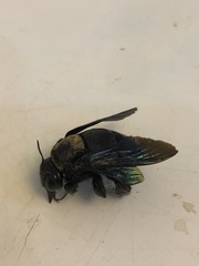 Xylocopa tenuiscapa