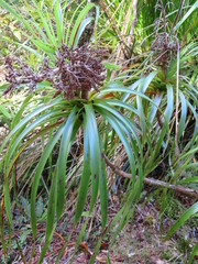 Dracophyllum elegantissimum