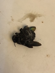 Xylocopa tenuiscapa