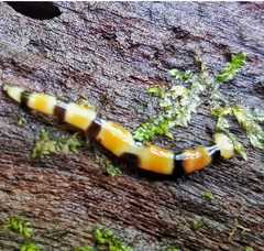 Diversibipalium everetti