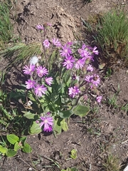 Senecio macrocephalus